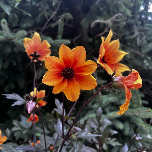 Meet your Posher, Mama B - Picture 2 of 2